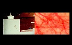 רן סלווין, נ. 1967
Pixel Travels, Travelogue, 2003
וידיאו
6208-06