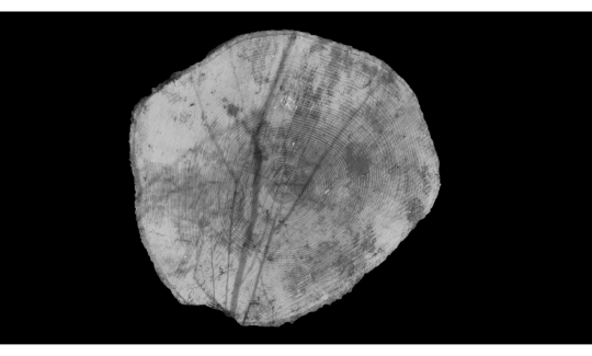 יוקי היראקאווה, יליד 1983, עץ