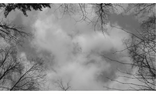 יוקי היראקאווה, יליד 1983, עץ