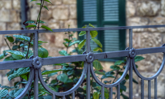 קרדיט: ג'ני כצנר