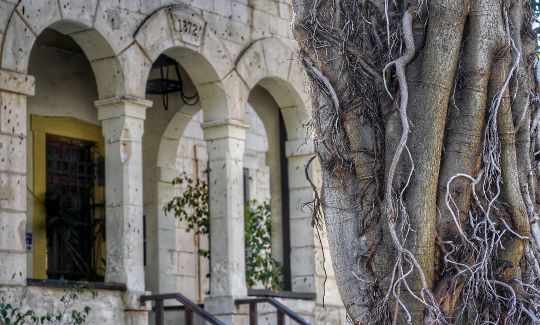 קרדיט: ג'ני כצנר