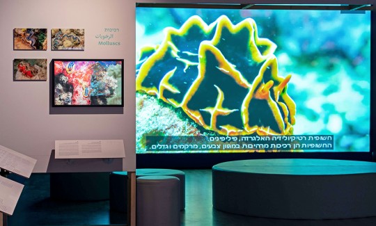 קרדיט: ג'ני כצנר