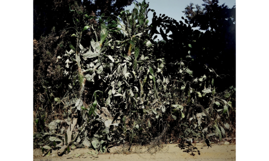 Gilad Ophir, Cacti, 2003, Credit: Evgeniy Eidel