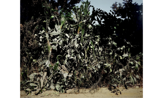 גלעד אופיר, קקטוסים, 2003