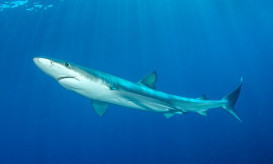 Blue shark. Credit: Ramy Klein