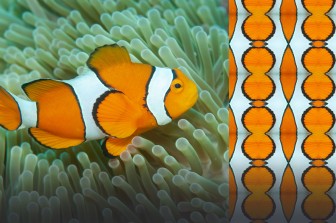 البحر وما فيه | نظرة فنية، شعرية وعلمية إلى الطبيعة البحرية