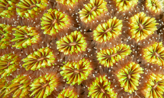 Подушкообразный коралл