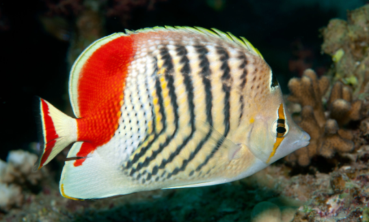 The Crown Butterflyfish, Eilat, Red Sea. Credit: