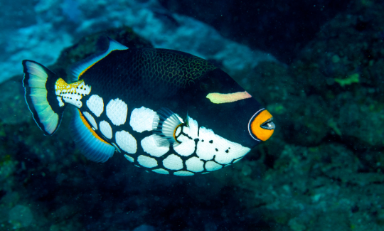The Clown Triggerfish , Similan Islands, Andama