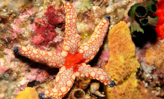 The Starfish, Similan Islands, Andaman Sea