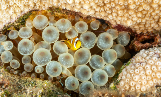 Young Clownfish and Sea Anemone, Gulf of Eila