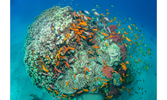 Коралловый риф, Эйлатский