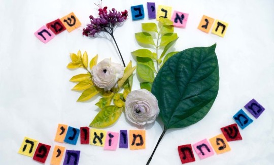 קרדיט: ג'ני כצנר
