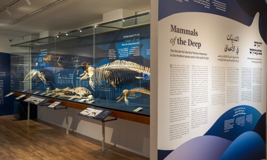 המוזיאון הימי הלאומי