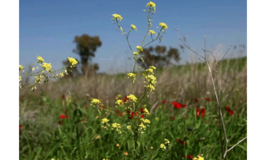 תמר ניסים, אחד המקומות הכי