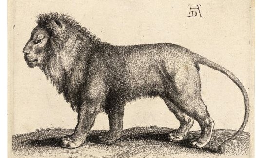 Альбрехт Дюрер, Лев, 1509 г.