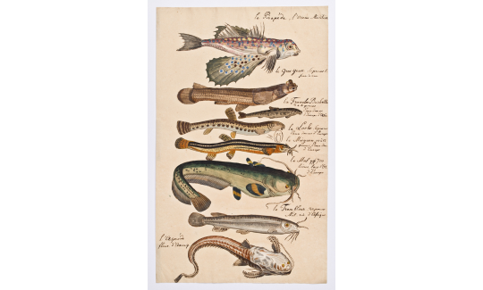 Marcus Elieser Bloch (1723-1799), Fish, c. 1800