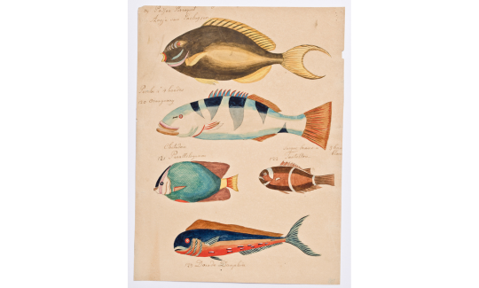 Louis Renard (c. 1678 -1746), Fish, 1719, Colo