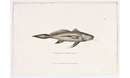 לסתן מזוקן, אקנטורוס עגול