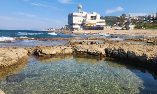 קרדיט: אלון זס"ק