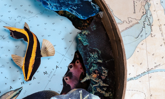 الاعتماد: جيني كاتسنر