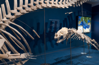 Mammals of the Deep | The Wonderful World of Marine Mammals in the Mediterranean and in the Gulf of Eilat