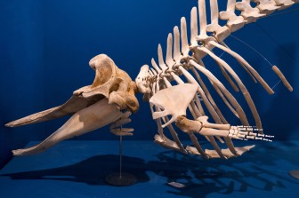 Mammals of the Deep | The Wonderful World of Marine Mammals in the Mediterranean and in the Gulf of Eilat