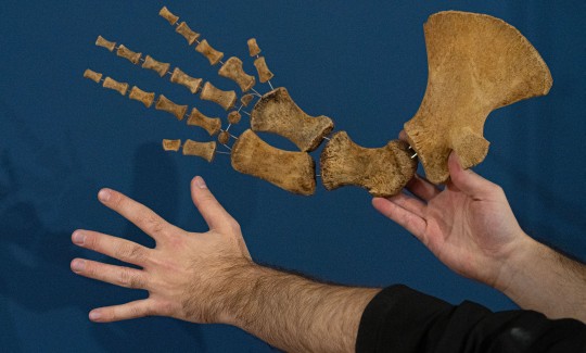 סנפיר של ולדה של לווייתן