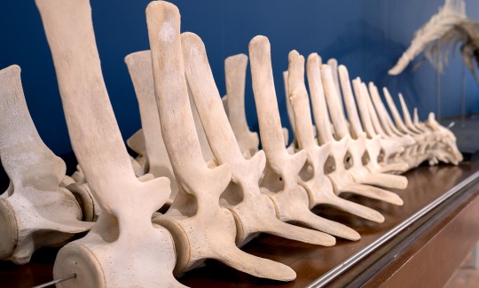 חוליות לפני הרכבה, צילום: