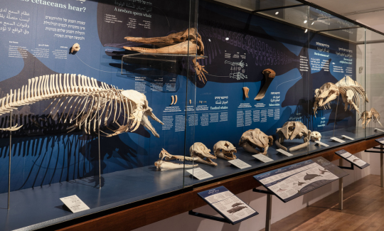 צילום: ג'ני כצנר