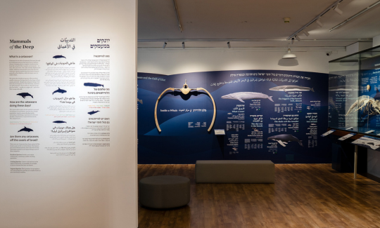 צילום: ג'ני כצנר