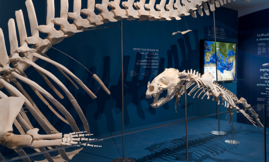 צילום: ג'ני כצנר