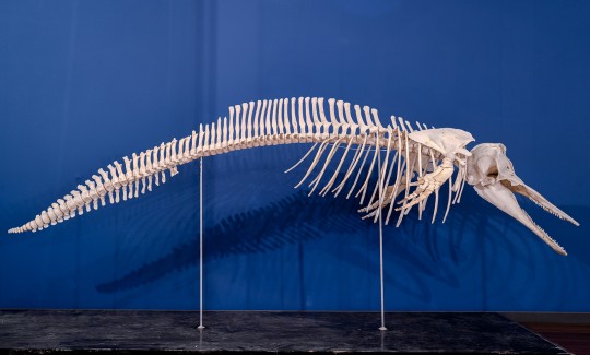 שלד של דולפין - סטנלה פסוסה