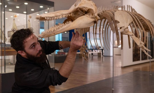 עדן זץ בונה שלד דולפין מסוג