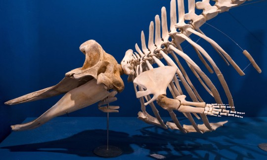 שלד של זיפיוס חלול חרטום