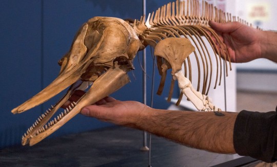 שלד של דולפין מצוי, צילום: