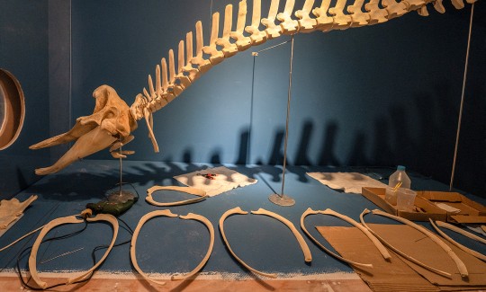 במהלך עבודה על הרכבת הצלעות