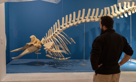 הפרפרטור עדן זץ מול שלד של