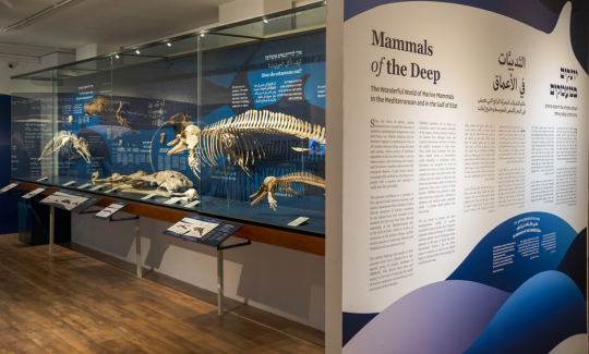 צילום: ג'ני כצנר