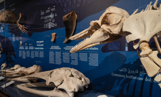 צילום: ג'ני כצנר