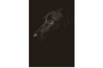 מסעותיו של בלק