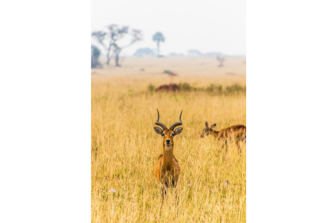 אוגנדה: "גן עדן עלי אדמות"