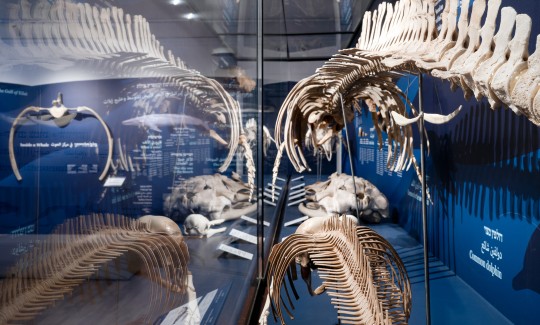 תערוכת "יונקים במעמקים