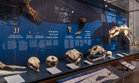 תערוכת "יונקים במעמקים