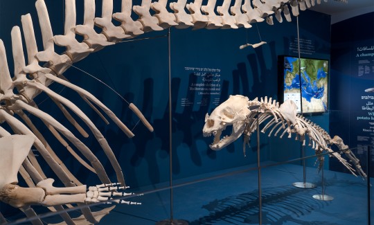 תערוכת "יונקים במעמקים