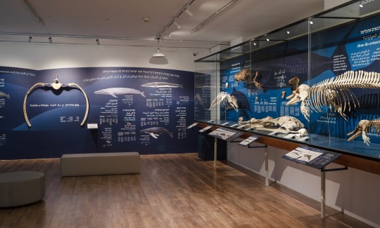 תערוכת "יונקים במעמקים