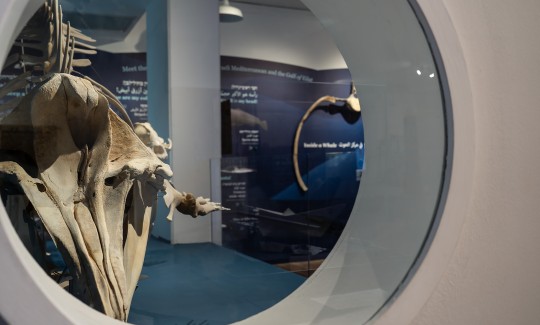 תערוכת "יונקים במעמקים