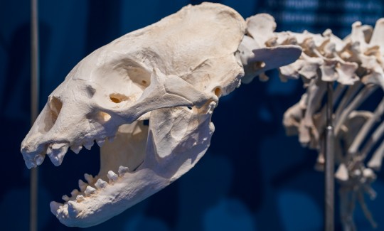 תערוכת "יונקים במעמקים