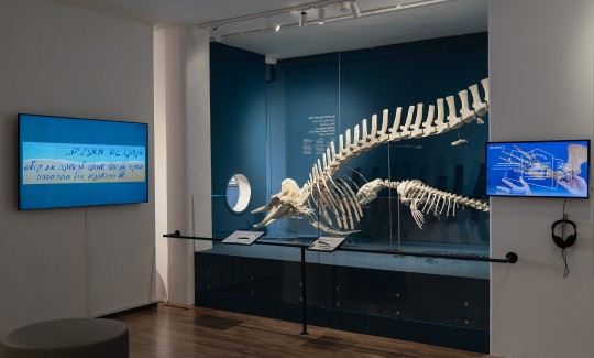 תערוכת "יונקים במעמקים