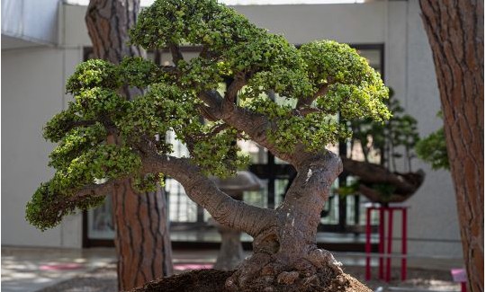 קרדיט: ג'ני כצנר